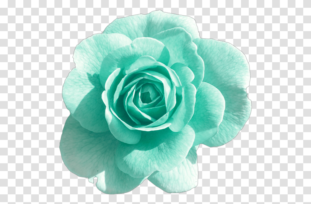 Turquoise Rose Blue Green Blush Flower Flowers Flower With Background, Plant, Blossom, Petal Transparent Png