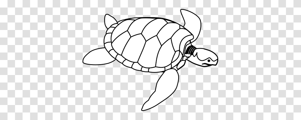 Turtle Holiday, Soccer Ball, Football, Team Sport Transparent Png