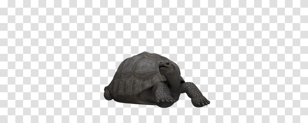 Turtle Animals, Reptile, Sea Life, Tortoise Transparent Png