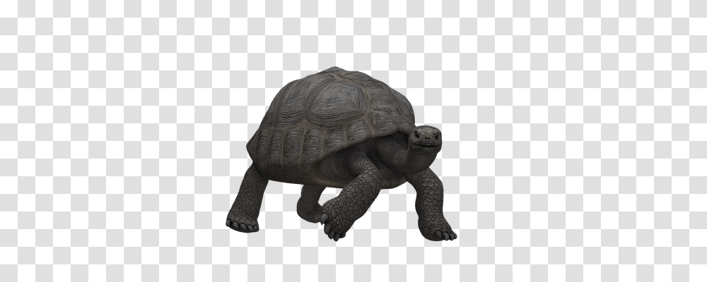 Turtle Animals, Reptile, Sea Life, Tortoise Transparent Png