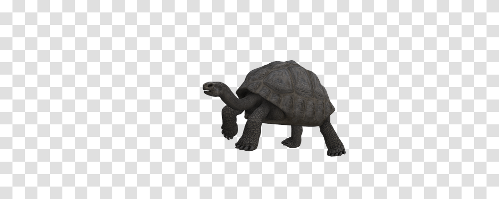 Turtle Animals, Reptile, Sea Life, Tortoise Transparent Png