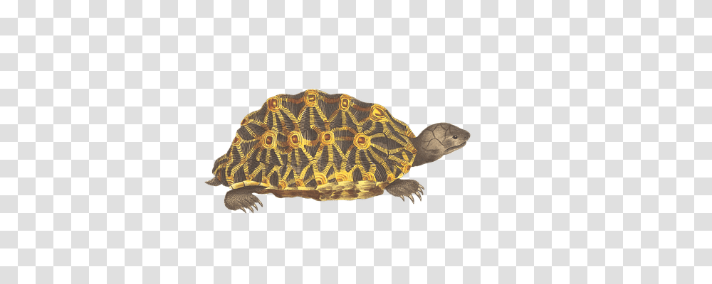 Turtle Animals, Tortoise, Reptile, Sea Life Transparent Png