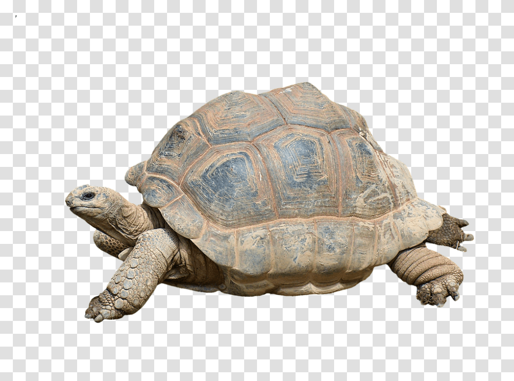 Turtle 960, Animals, Reptile, Sea Life, Tortoise Transparent Png