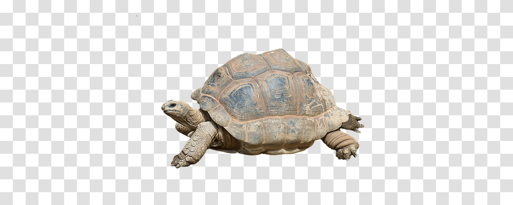 Turtle Animals, Reptile, Sea Life, Tortoise Transparent Png