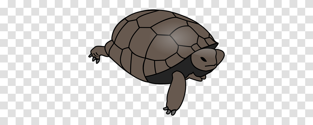 Turtle Animals, Soccer Ball, Football, Team Sport Transparent Png