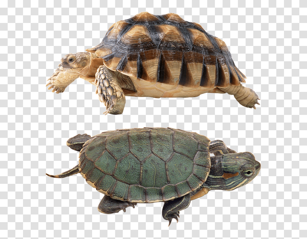 Turtle 960, Animals, Reptile, Sea Life, Tortoise Transparent Png