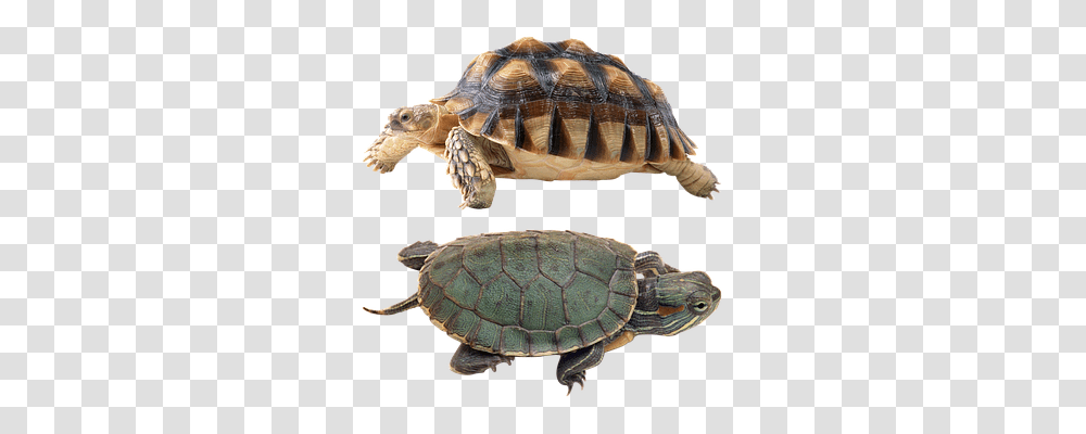 Turtle Animals, Reptile, Sea Life, Tortoise Transparent Png