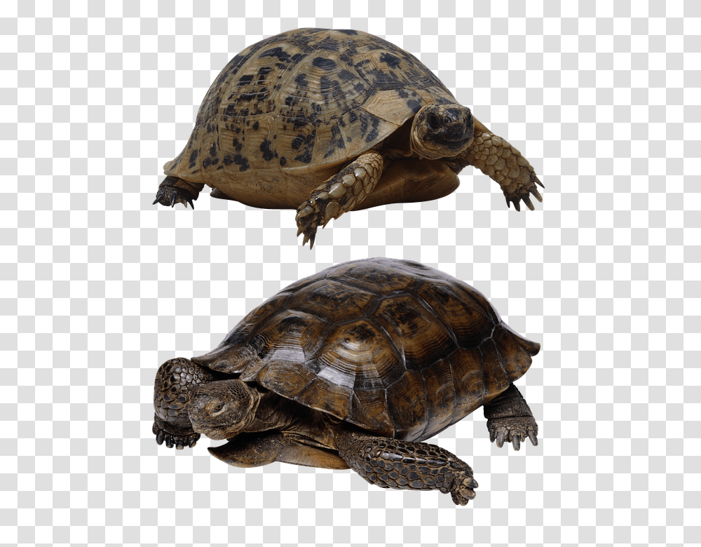 Turtle 960, Animals, Reptile, Sea Life, Tortoise Transparent Png