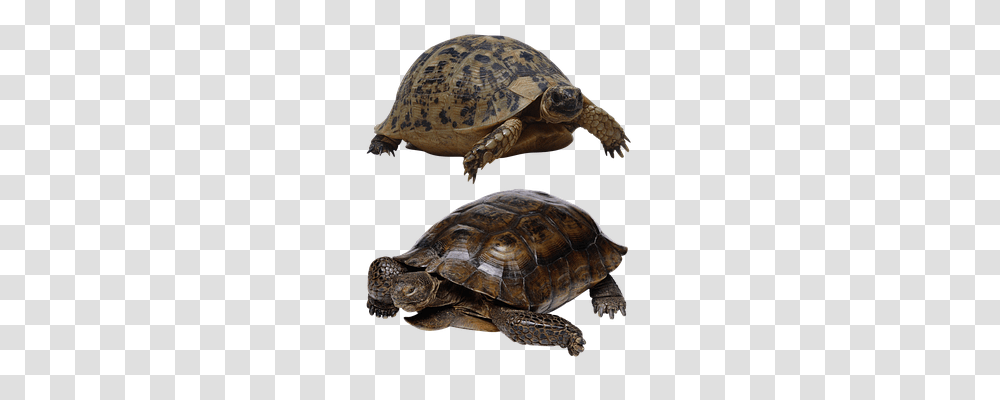 Turtle Animals, Reptile, Sea Life, Tortoise Transparent Png