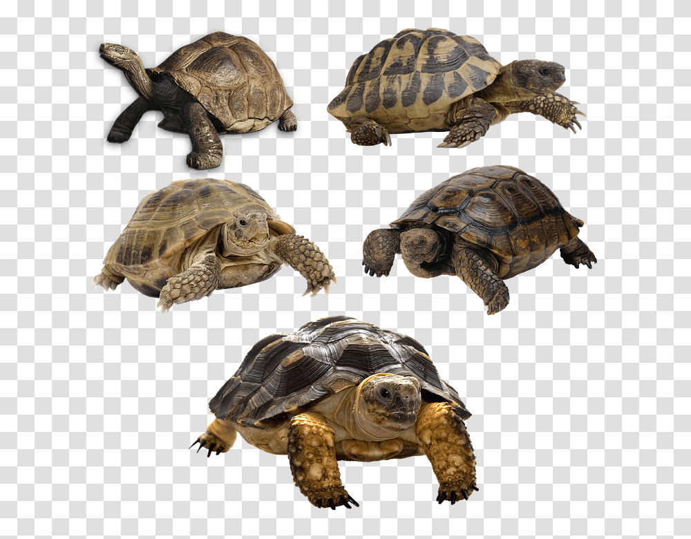 Turtle 960, Animals, Reptile, Sea Life, Tortoise Transparent Png