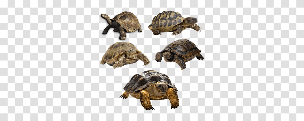 Turtle Animals, Reptile, Sea Life, Tortoise Transparent Png