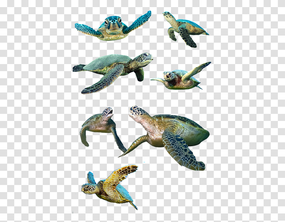 Turtle 960, Animals, Reptile, Sea Life, Tortoise Transparent Png