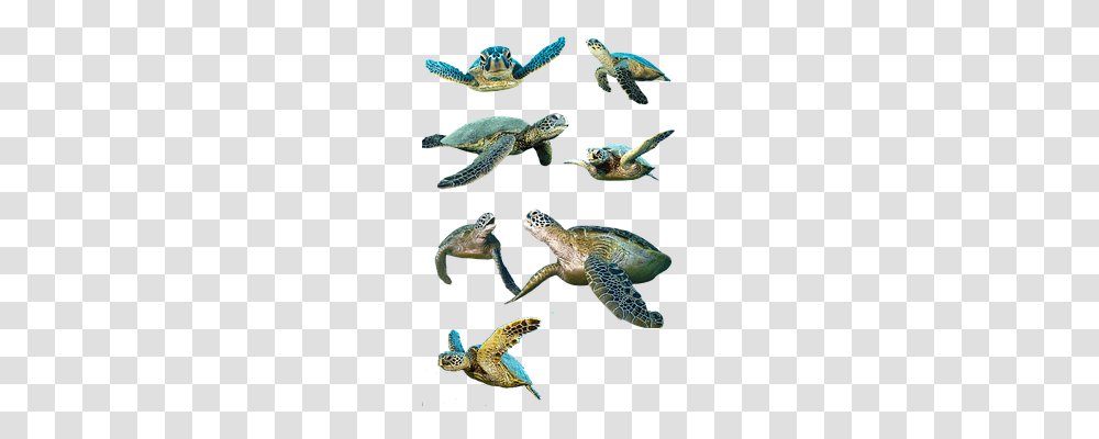 Turtle Animals, Sea Turtle, Reptile, Sea Life Transparent Png