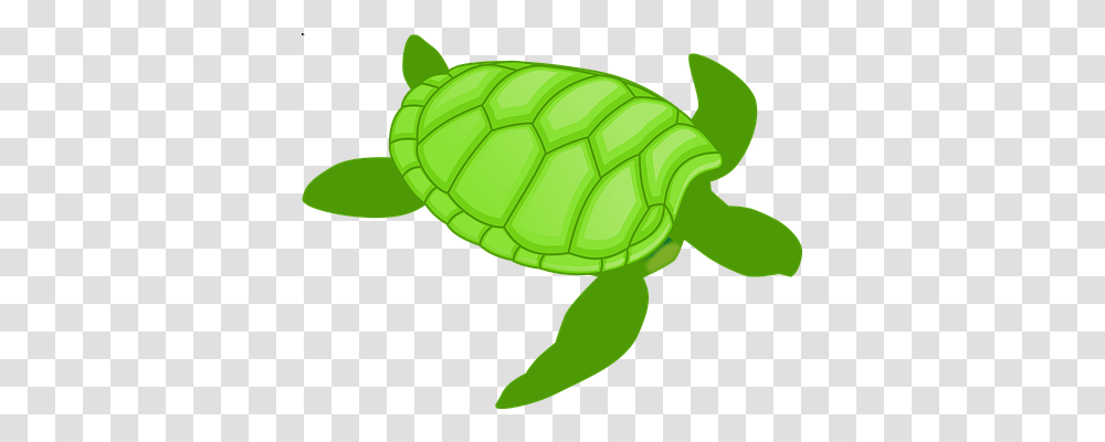 Turtle Holiday, Soccer Ball, Football, Team Sport Transparent Png