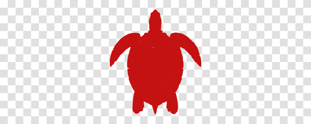 Turtle Nature, Animal, Person, Human Transparent Png