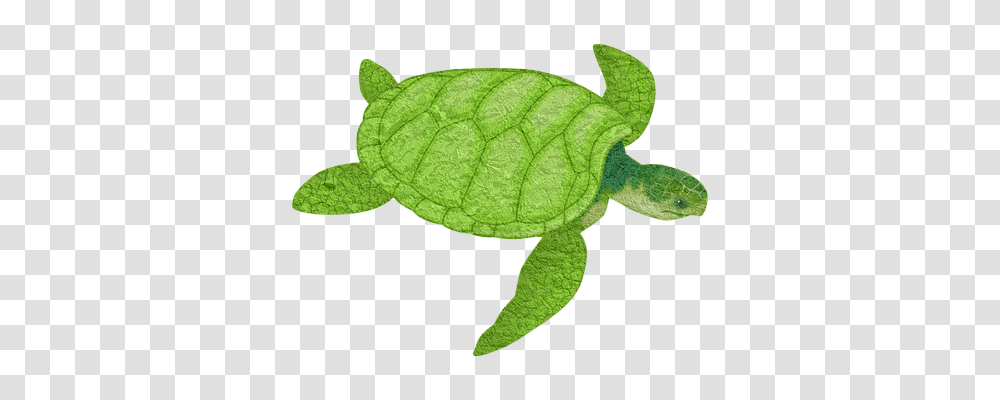 Turtle Holiday, Reptile, Sea Life, Animal Transparent Png