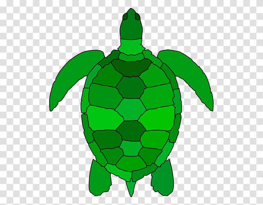 Turtle Animal Reptile Water Green Ocean Shell Sea Turtle Shell Cartoon, Tortoise, Sea Life, Soccer Ball, Football Transparent Png