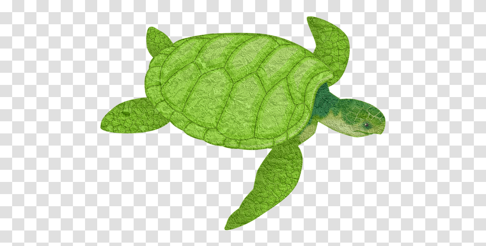 Turtle Animal Sea Animal Tortoise Slow Turtles Background Sea Turtle, Reptile, Sea Life Transparent Png