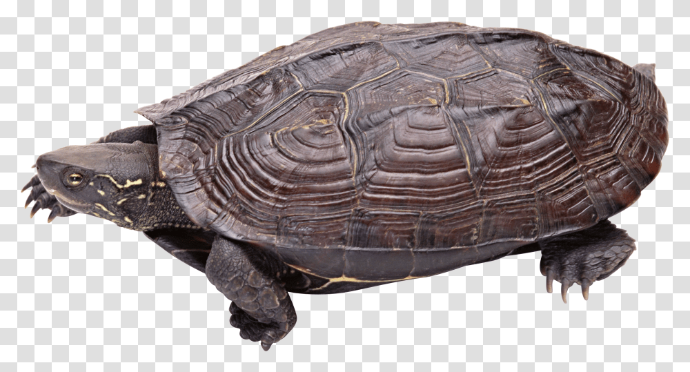 Turtle, Animals, Reptile, Sea Life, Box Turtle Transparent Png