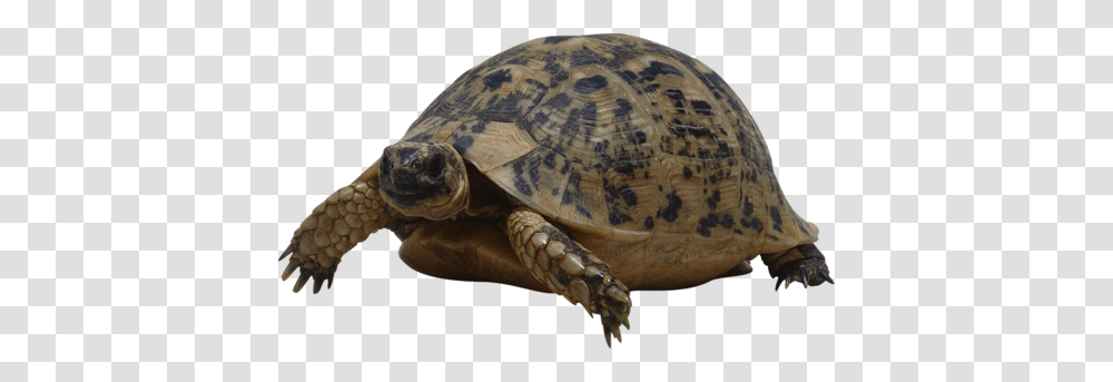 Turtle, Animals, Reptile, Sea Life, Box Turtle Transparent Png