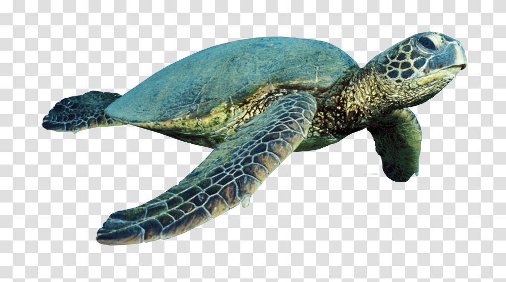 Turtle, Animals, Reptile, Sea Life, Sea Turtle Transparent Png