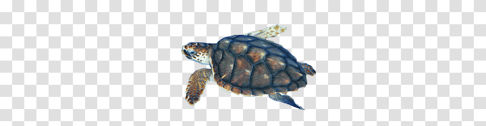 Turtle, Animals, Reptile, Sea Life, Sea Turtle Transparent Png