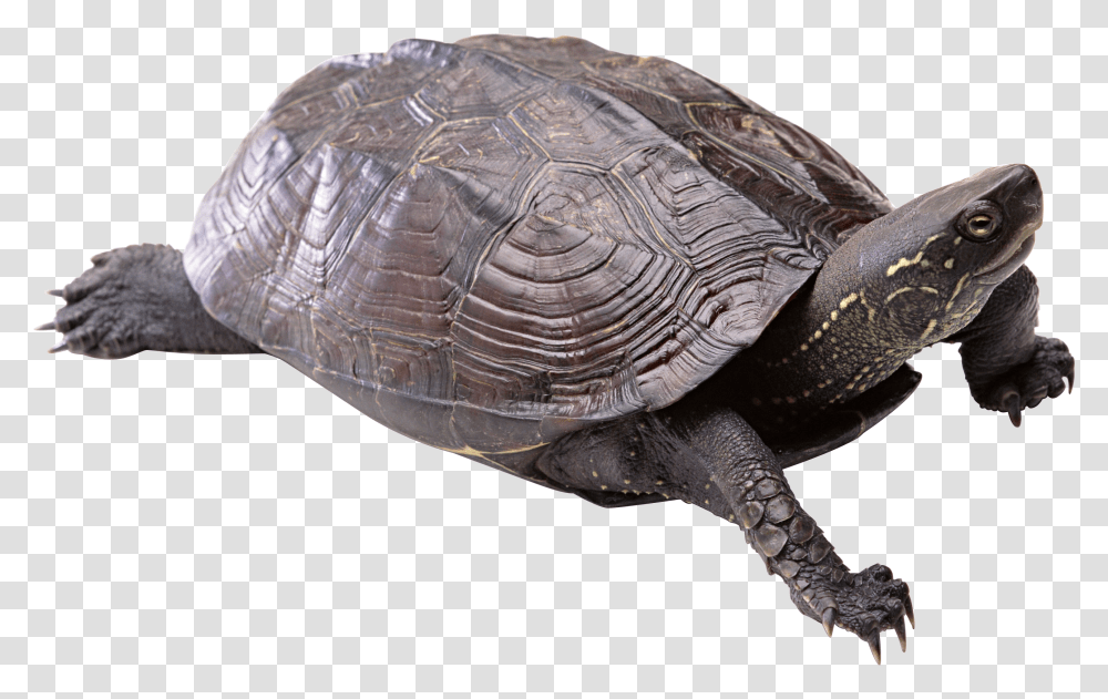 Turtle, Animals, Reptile, Sea Life, Tortoise Transparent Png