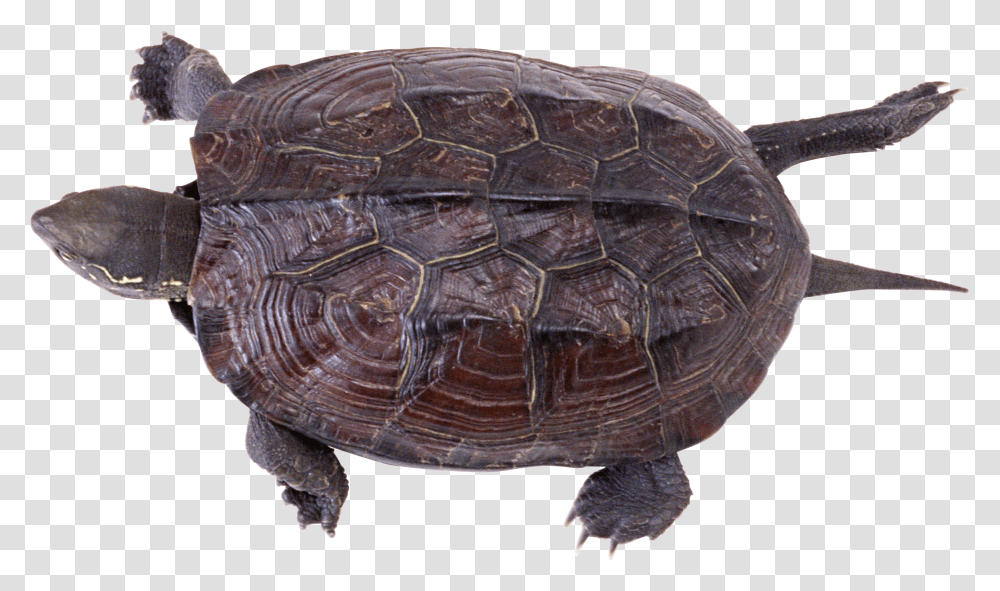 Turtle, Animals, Reptile, Sea Life, Tortoise Transparent Png