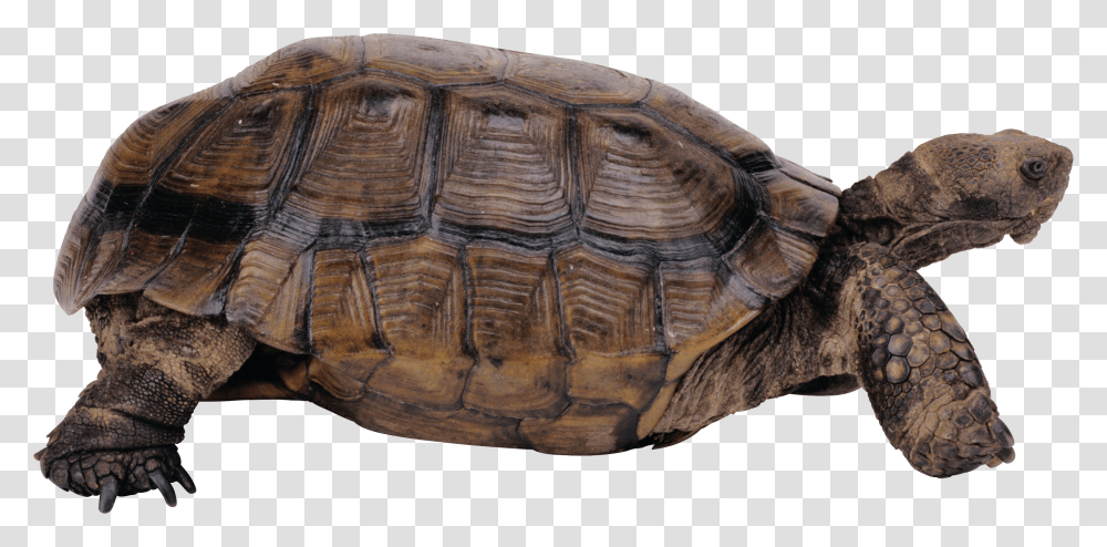 Turtle, Animals, Reptile, Sea Life, Tortoise Transparent Png