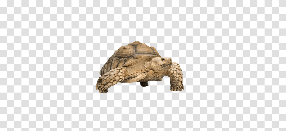 Turtle, Animals, Reptile, Sea Life, Tortoise Transparent Png