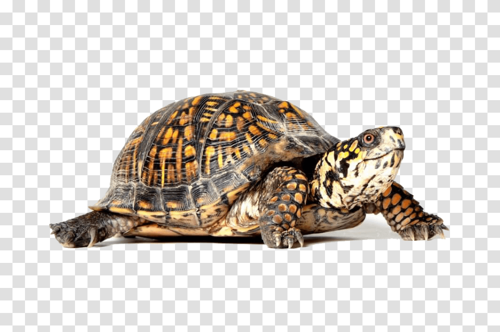 Turtle, Animals, Reptile, Sea Life, Tortoise Transparent Png