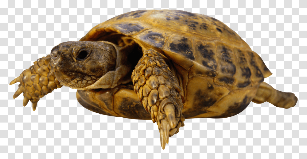 Turtle, Animals, Reptile, Sea Life, Tortoise Transparent Png