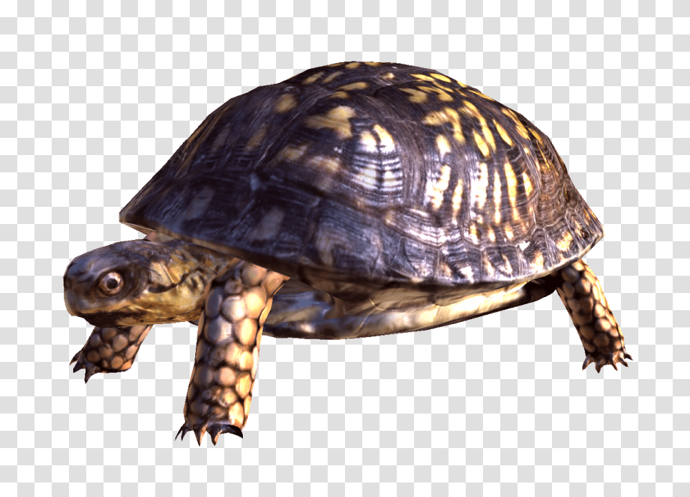 Turtle, Animals, Reptile, Sea Life, Tortoise Transparent Png