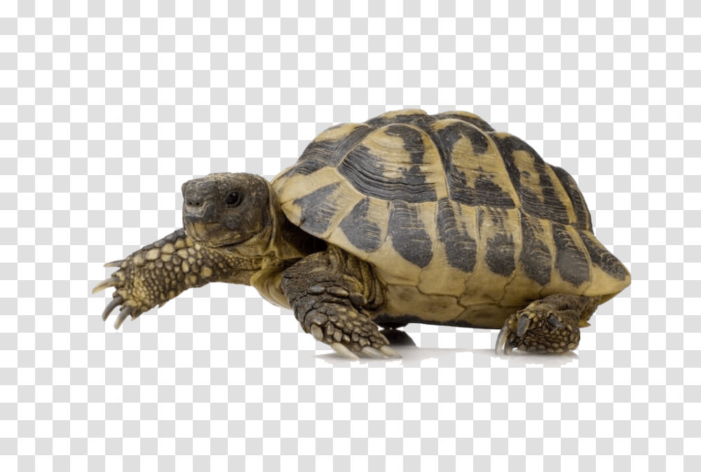 Turtle, Animals, Reptile, Sea Life, Tortoise Transparent Png