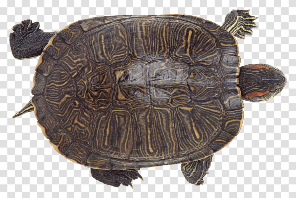 Turtle, Animals, Reptile, Sea Life, Tortoise Transparent Png