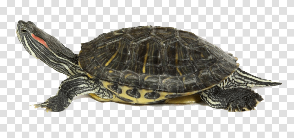 Turtle, Animals, Reptile, Sea Life, Tortoise Transparent Png