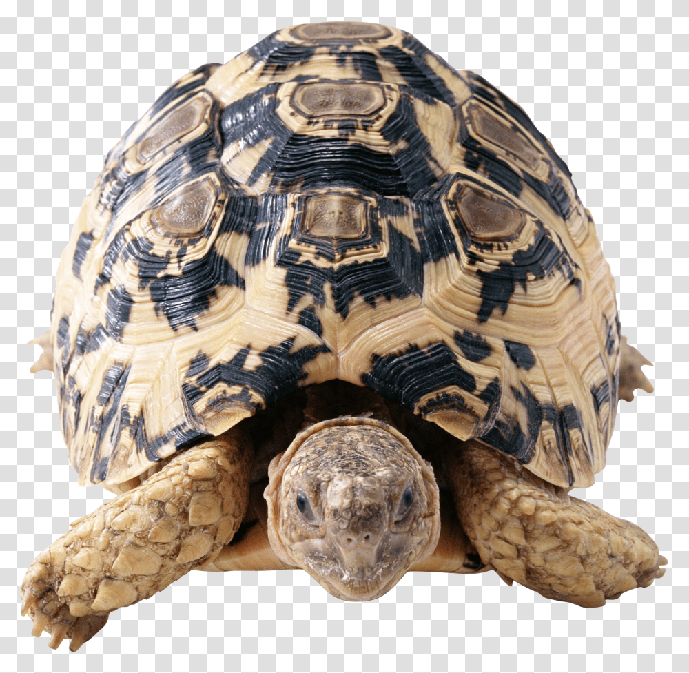 Turtle, Animals, Reptile, Sea Life, Tortoise Transparent Png