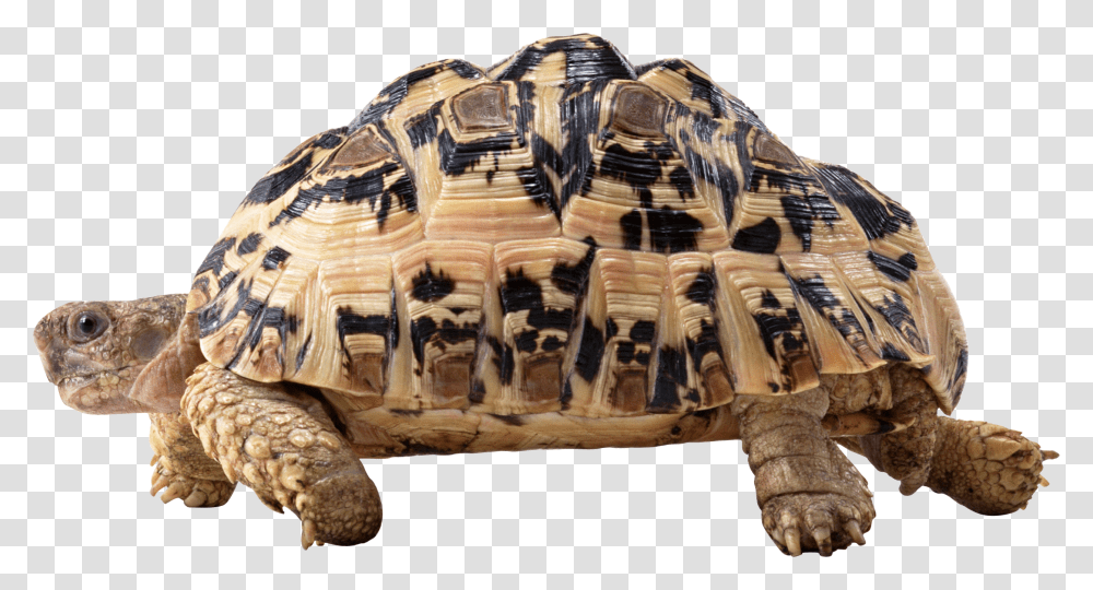 Turtle, Animals, Reptile, Sea Life, Tortoise Transparent Png