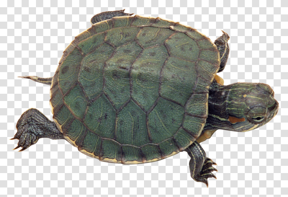 Turtle, Animals, Reptile, Sea Life, Tortoise Transparent Png