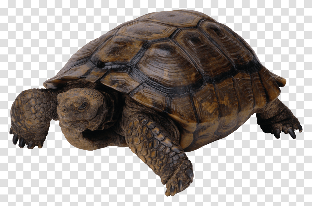 Turtle, Animals, Reptile, Sea Life, Tortoise Transparent Png