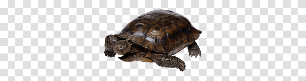 Turtle, Animals, Reptile, Sea Life, Tortoise Transparent Png