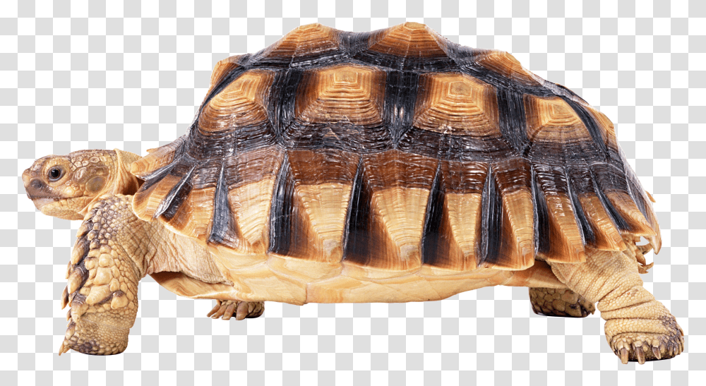 Turtle, Animals, Reptile, Sea Life, Tortoise Transparent Png