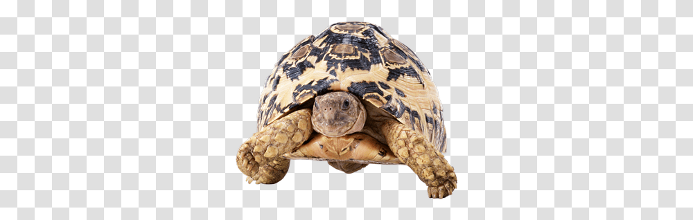 Turtle, Animals, Reptile, Sea Life, Tortoise Transparent Png