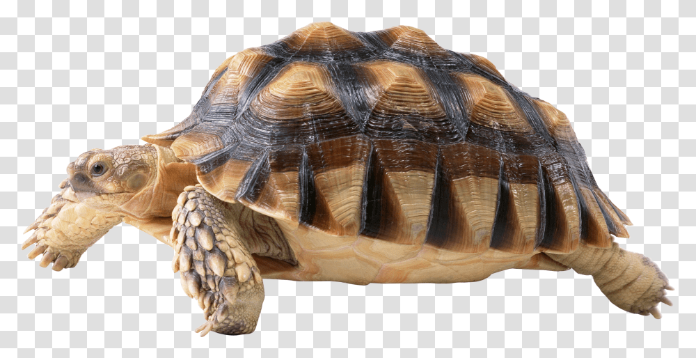 Turtle, Animals, Reptile, Sea Life, Tortoise Transparent Png