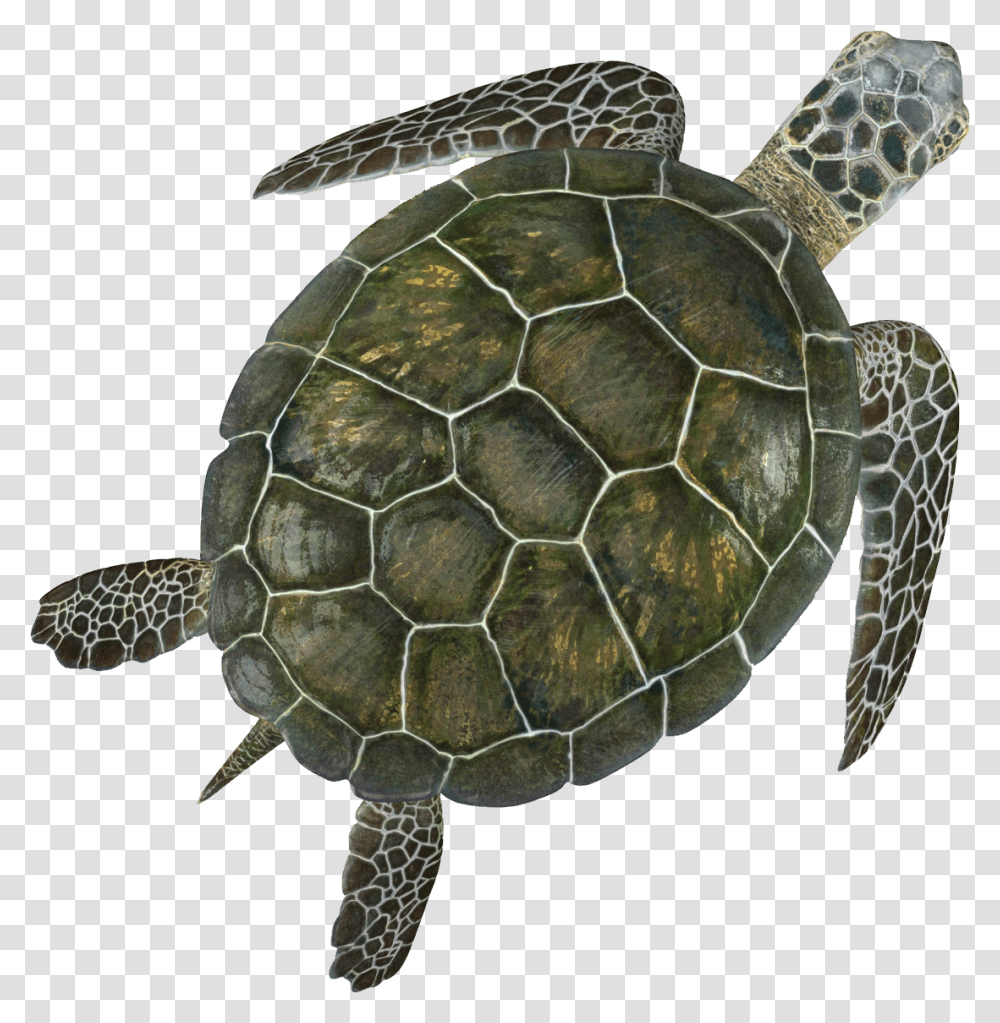 Turtle, Animals, Reptile, Sea Life, Tortoise Transparent Png