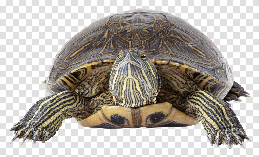 Turtle, Animals, Reptile, Sea Life, Tortoise Transparent Png