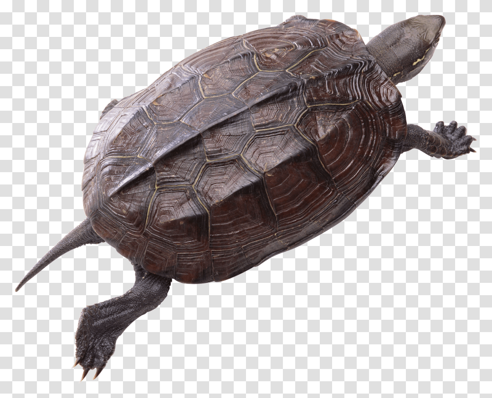 Turtle, Animals, Reptile, Sea Life, Tortoise Transparent Png