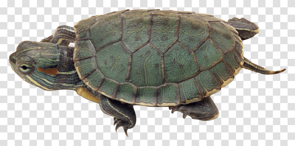 Turtle, Animals, Reptile, Sea Life, Tortoise Transparent Png