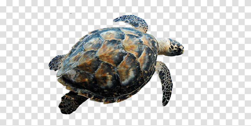 Turtle, Animals, Reptile, Sea Life, Tortoise Transparent Png