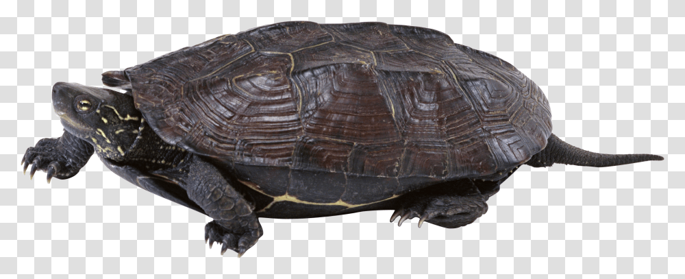 Turtle, Animals, Reptile, Sea Life, Tortoise Transparent Png